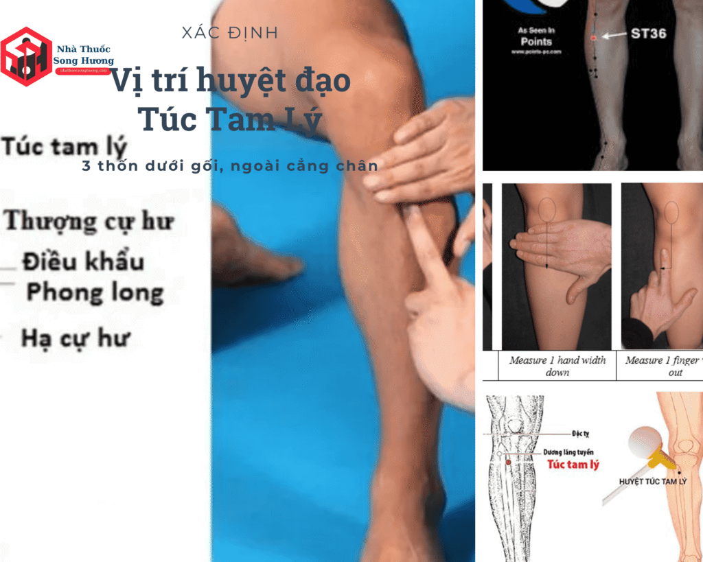 Cách xác định Huyệt Vị Túc Tam Lý