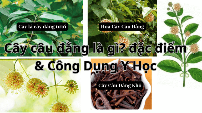 cây câu đằng là gì, tác dụng trong y học như thế nào ?