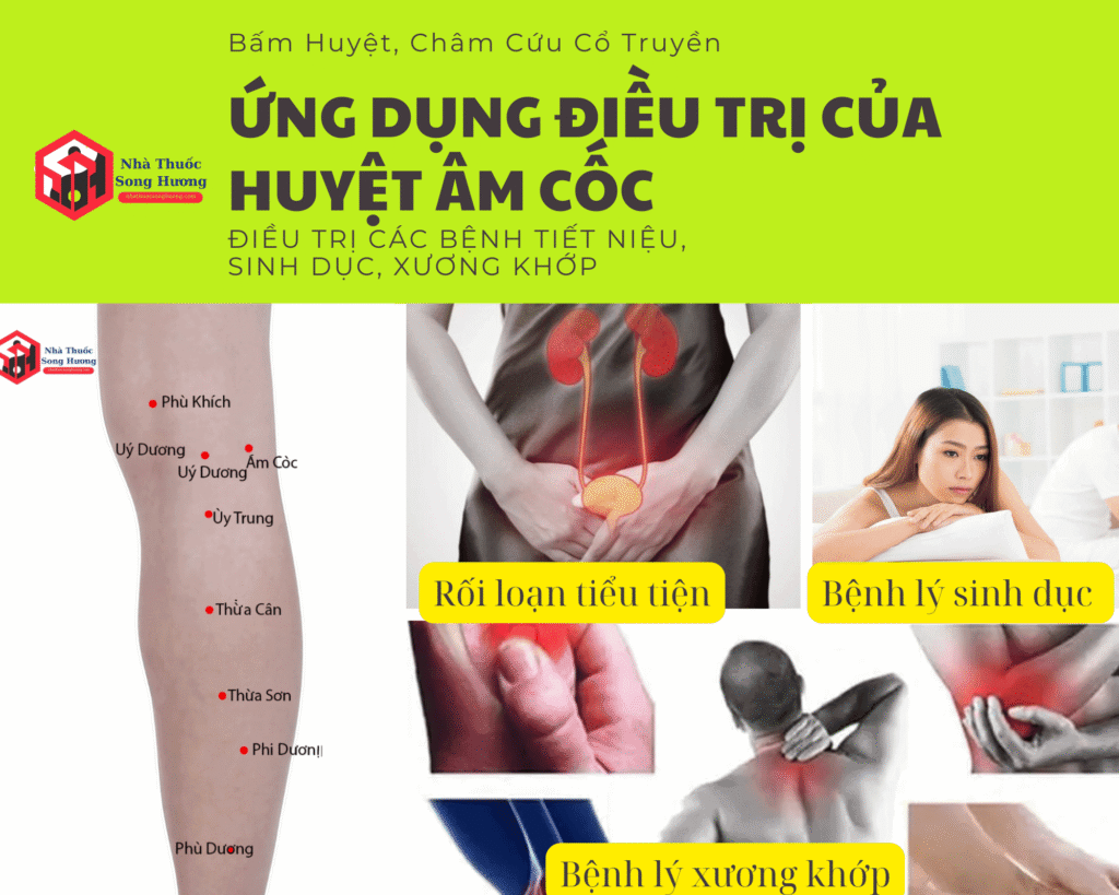 ứng dụng điều trị của huyệt Âm Cốc cho bệnh tiết niệu, xương khớp, sinh dục