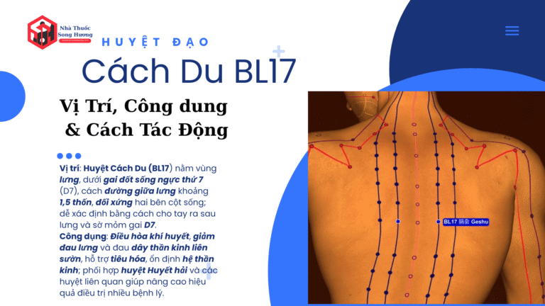 Huyệt Cách Du Vị trí công dụng và cách tác động