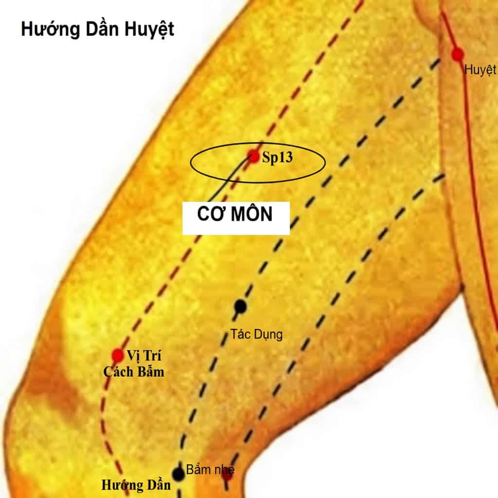 Hình ảnh huyệt Cơ Môn trong hướng dẫn huyệt đạo y học cổ truyền.