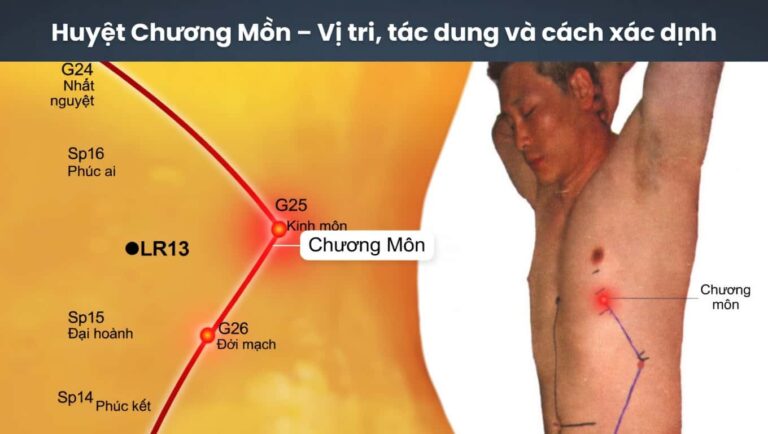 Huyệt Chương Môn trên cơ thể người, vị trí chính xác và tác dụng chữa bệnh.