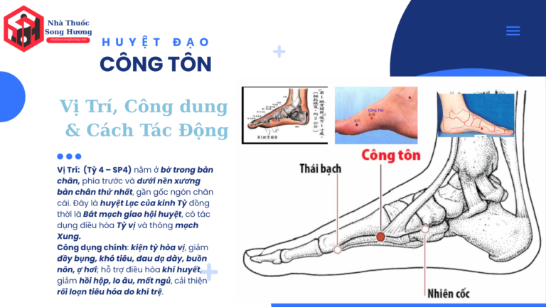 Huyệt Công Tôn (SP4) là huyệt thuộc kinh Tỳ, nằm ở bờ trong bàn chân, có tác dụng hỗ trợ tiêu hóa, giảm đầy bụng, buồn nôn, đau dạ dày, hồi hộp và mất ngủ.
