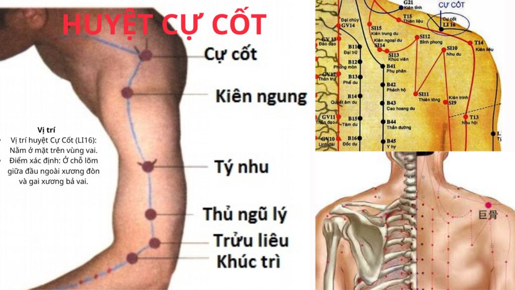 Sơ đồ vị trí huyệt Cự Cốt (LI16) trên vùng vai, nằm ở chỗ lõm giữa đầu ngoài xương đòn và gai xương bả vai, kèm minh họa đường kinh Đại Trường và vị trí giải phẫu huyệt.